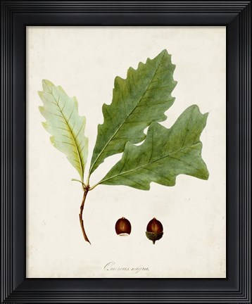 Framed Antique Tree Study II Print