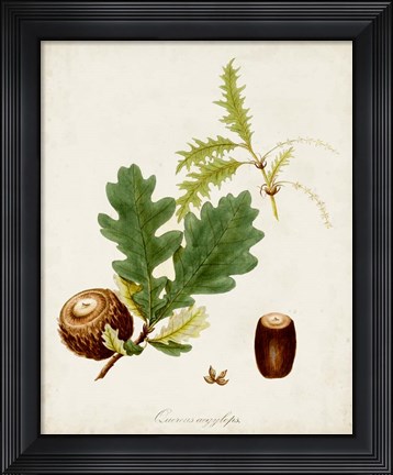 Framed Antique Tree Study III Print