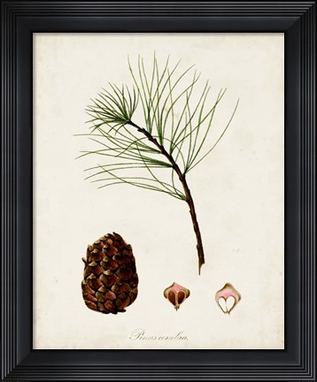 Framed Antique Tree Study IV Print