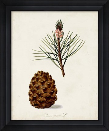 Framed Antique Tree Study V Print