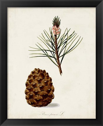Framed Antique Tree Study V Print