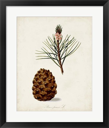 Framed Antique Tree Study V Print