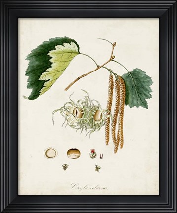 Framed Antique Tree Study VI Print