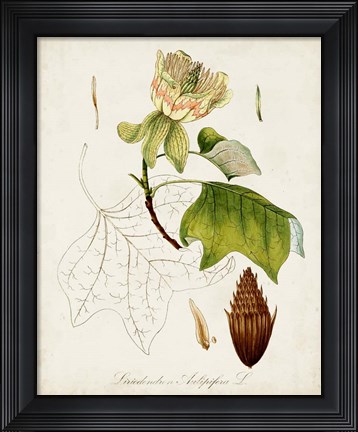 Framed Antique Tree Study IX Print