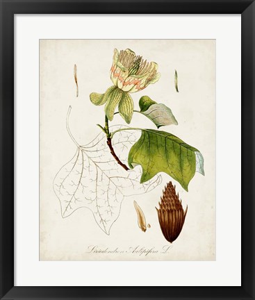 Framed Antique Tree Study IX Print