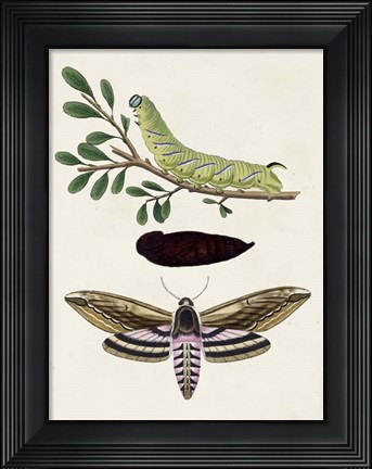 Framed Caterpillar &amp; Moth I Print