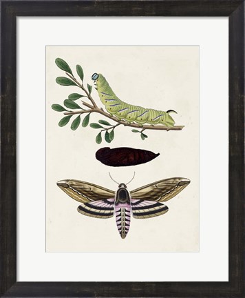 Framed Caterpillar &amp; Moth I Print