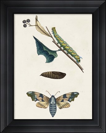 Framed Caterpillar &amp; Moth II Print