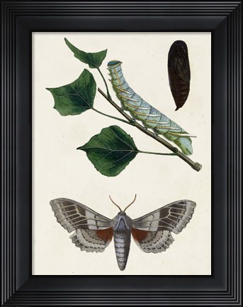 Framed Caterpillar &amp; Moth III Print