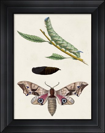 Framed Caterpillar &amp; Moth IV Print