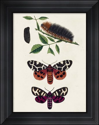 Framed Caterpillar &amp; Moth V Print