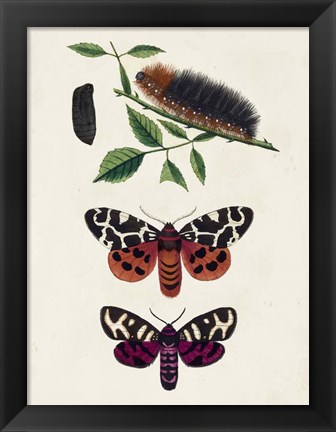 Framed Caterpillar &amp; Moth V Print