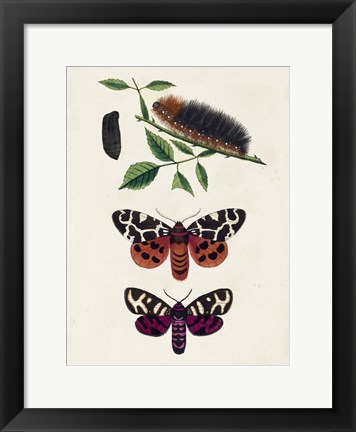 Framed Caterpillar &amp; Moth V Print