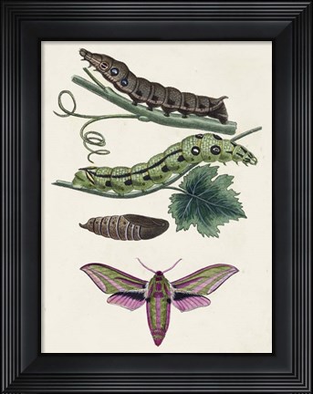 Framed Caterpillar &amp; Moth VI Print