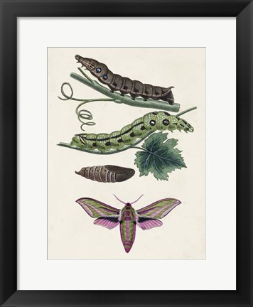 Framed Caterpillar &amp; Moth VI Print