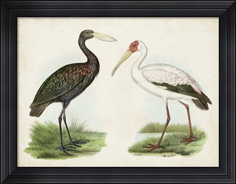 Framed Antique Waterbirds I Print