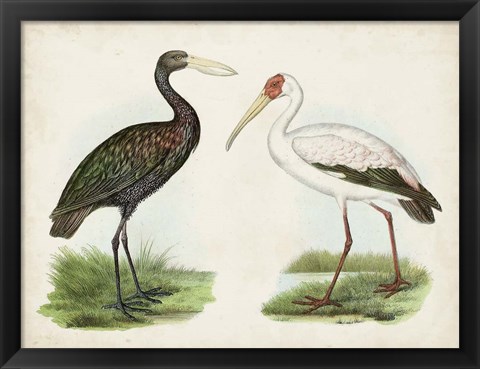 Framed Antique Waterbirds I Print