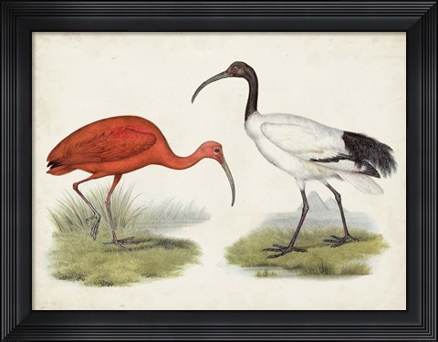 Framed Antique Waterbirds II Print
