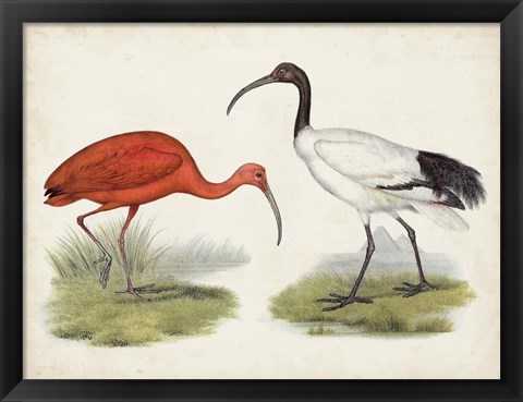 Framed Antique Waterbirds II Print