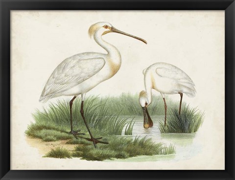 Framed Antique Waterbirds III Print