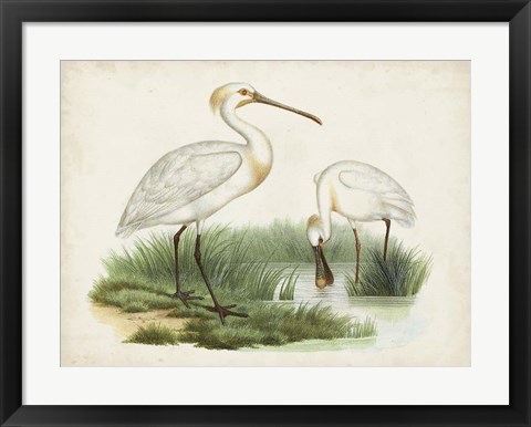 Framed Antique Waterbirds III Print