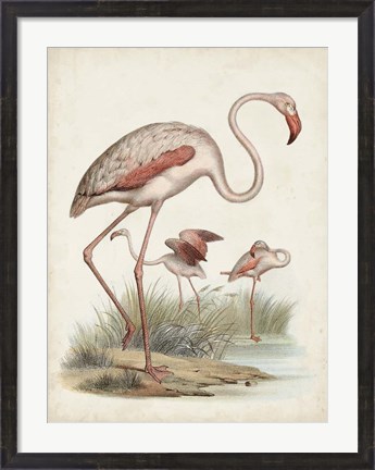 Framed Antique Waterbirds IV Print
