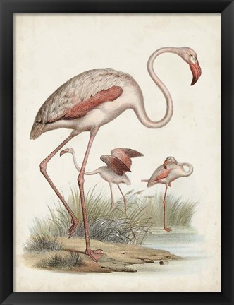 Framed Antique Waterbirds IV Print