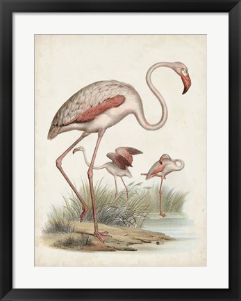 Framed Antique Waterbirds IV Print