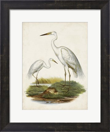 Framed Antique Waterbirds V Print