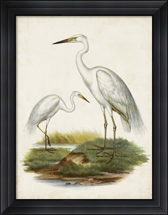 Framed Antique Waterbirds V Print