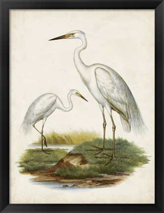 Framed Antique Waterbirds V Print