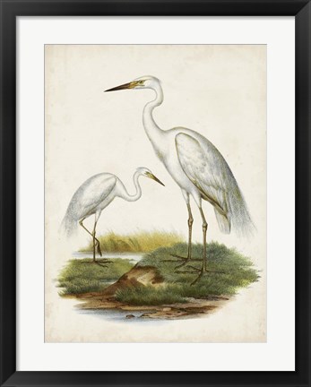 Framed Antique Waterbirds V Print