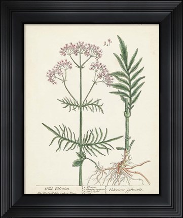 Framed Antique Herbs I Print