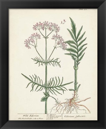 Framed Antique Herbs I Print