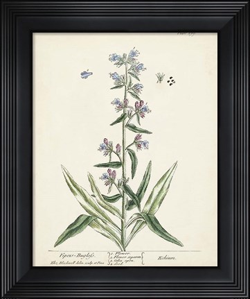 Framed Antique Herbs II Print