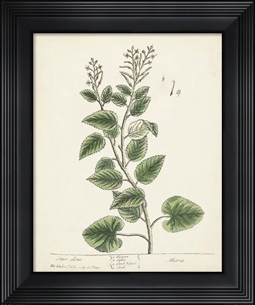 Framed Antique Herbs III Print