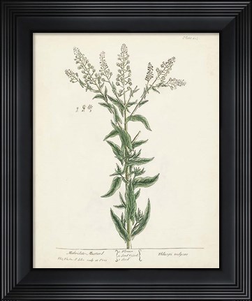 Framed Antique Herbs IV Print