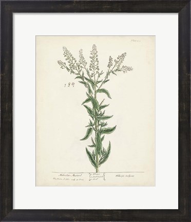 Framed Antique Herbs IV Print