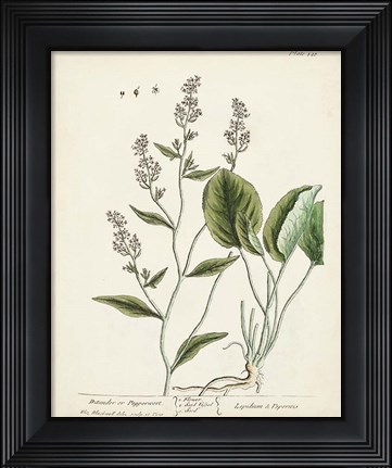 Framed Antique Herbs V Print