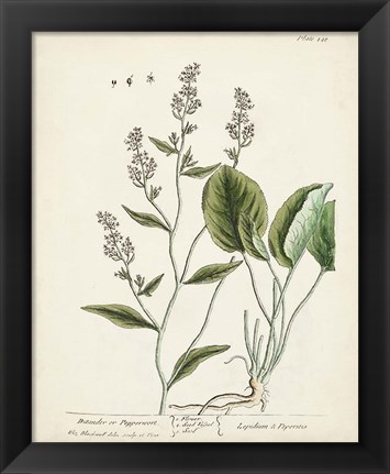 Framed Antique Herbs V Print