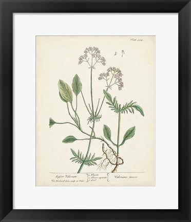 Framed Antique Herbs VI Print