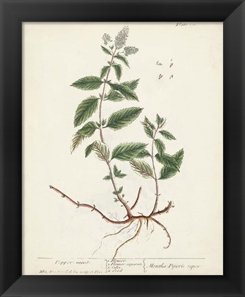 Framed Antique Herbs VII Print