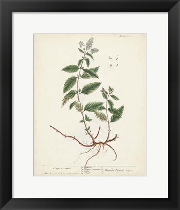 Framed Antique Herbs VII Print