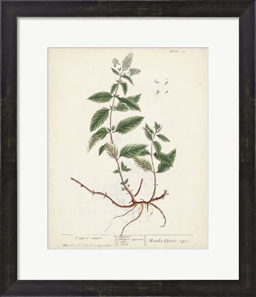 Framed Antique Herbs VII Print