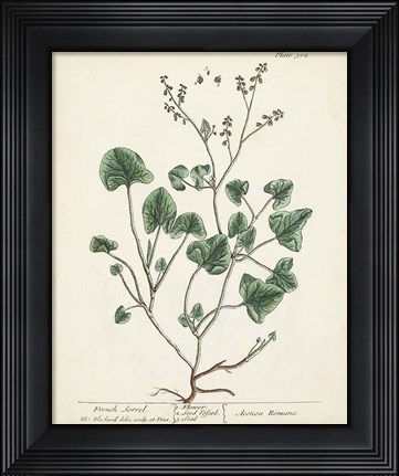 Framed Antique Herbs VIII Print