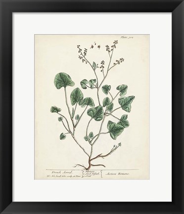 Framed Antique Herbs VIII Print