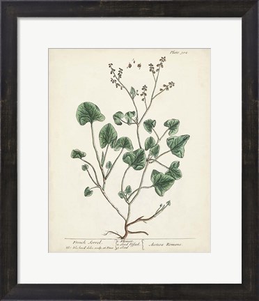 Framed Antique Herbs VIII Print