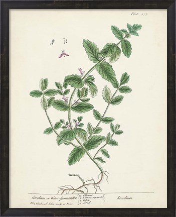 Framed Antique Herbs IX Print