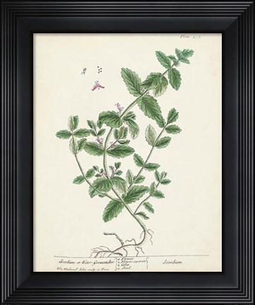 Framed Antique Herbs IX Print