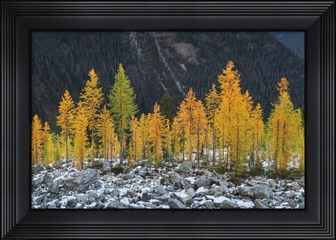 Framed Alpine Larches North Cascades Print